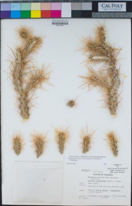 Image of Cylindropuntia echinocarpa