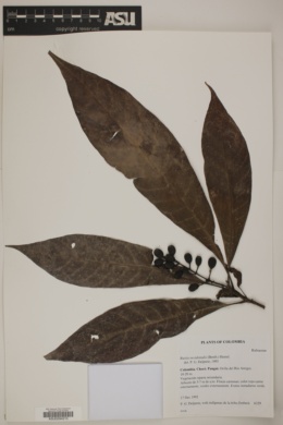 Rustia occidentalis image