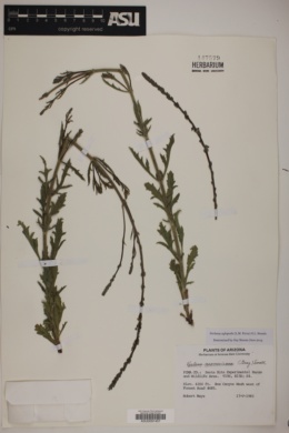 Verbena neomexicana var. neomexicana image