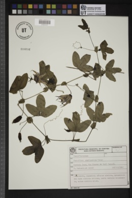 Passiflora amethystina image