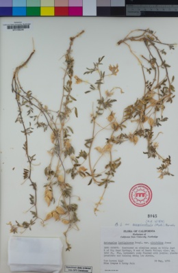 Astragalus lentiginosus var. sesquimetralis image