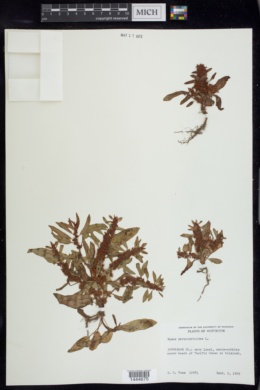 Rumex persicarioides image