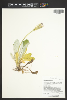 Primula specuicola image