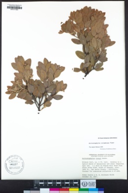 Arctostaphylos columbiana image