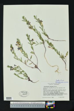 Image of Scutellaria austinae