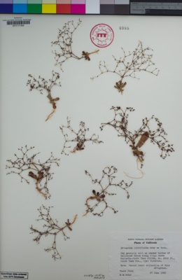 Image of Eriogonum hirtiflorum