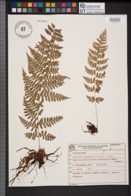 Image of Lastreopsis decomposita