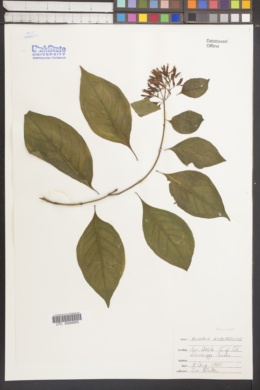 Fuchsia arborescens image