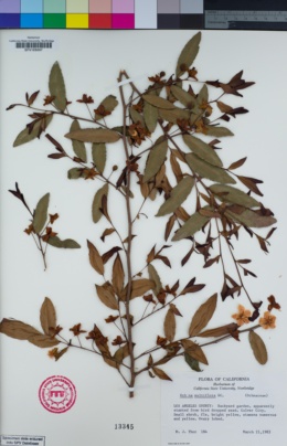 Image of Ochna multiflora