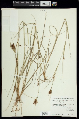 Rhynchospora aristata image