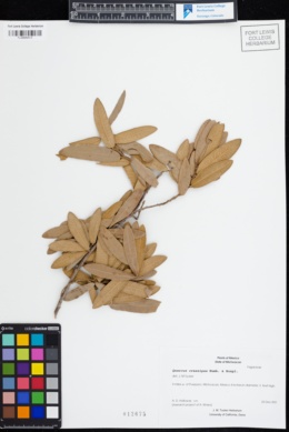 Image of Quercus crassipes