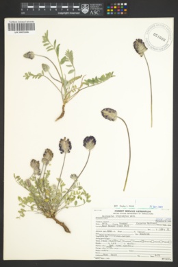 Astragalus troglodytus image