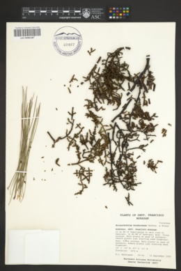 Arceuthobium hondurense image