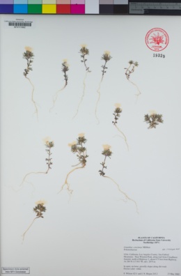Linanthus concinnus image
