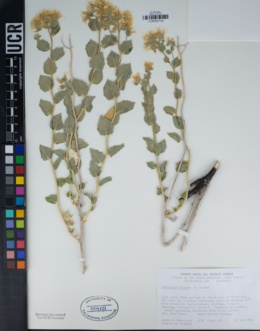 Petalonyx nitidus image