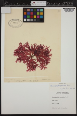 Thamnophyllis pocockiae image