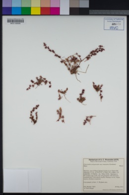 Chorizanthe polygonoides var. longispina image