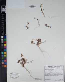 Phacelia curvipes image