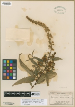 Ambrosia acuminata image