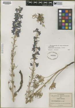 Delphinium tenuisectum image