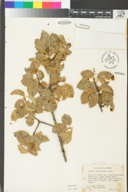 Prunus ilicifolia image