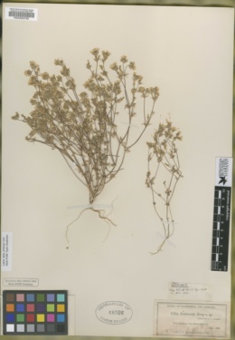 Gilia lemmonii image