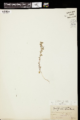 Lotus micranthus image