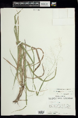 Panicum tamaulipense image