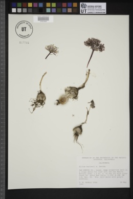 Allium burlewii image