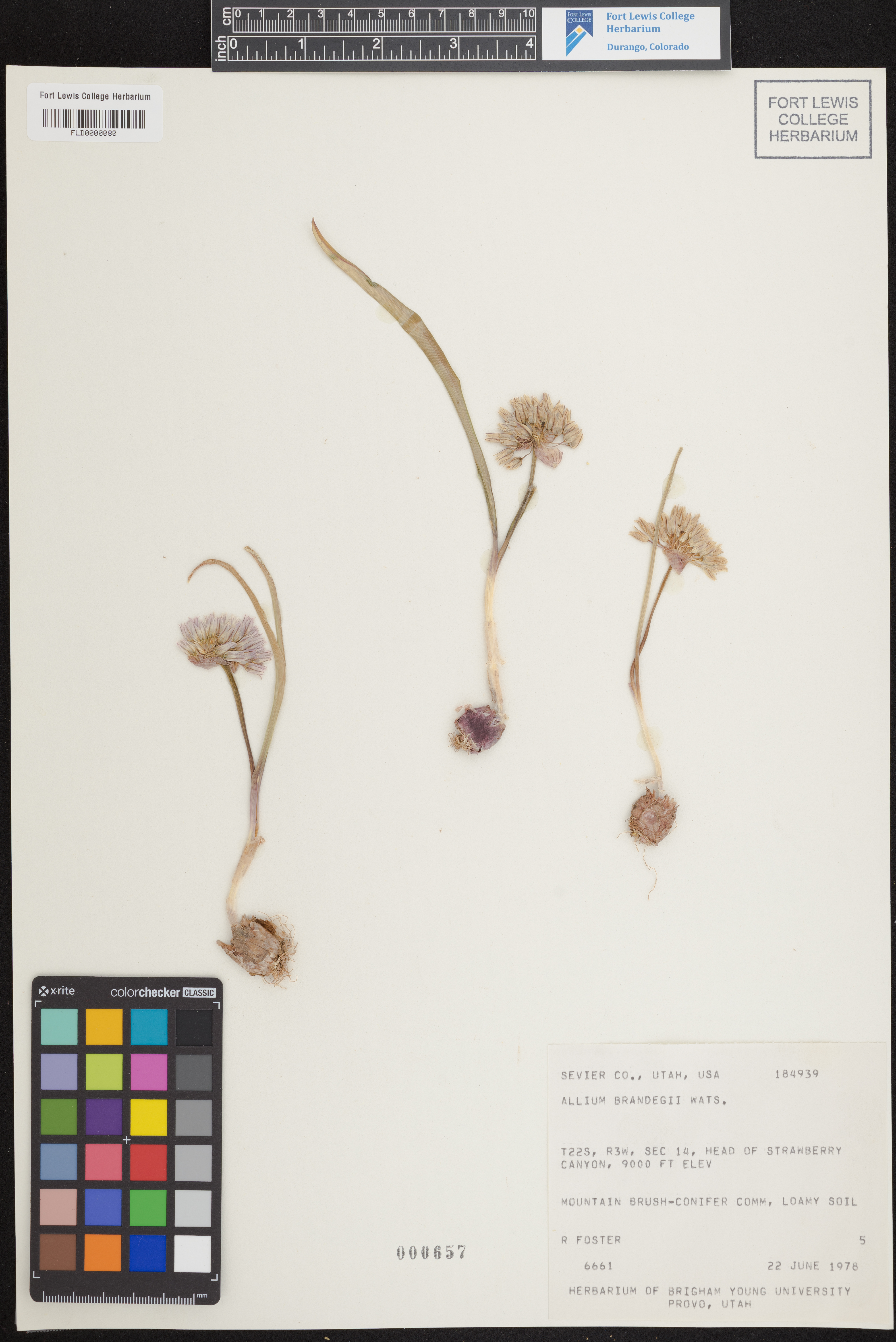 Image of Allium brandegeei