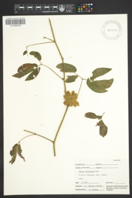 Mimosa vellosiella image