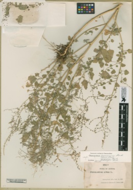 Chenopodium inamoenum image