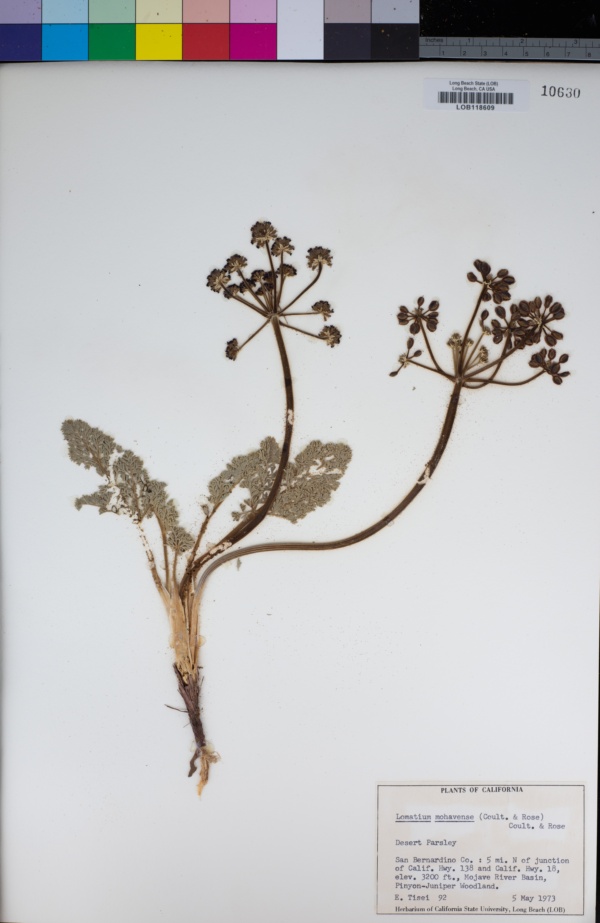 Lomatium mohavense image