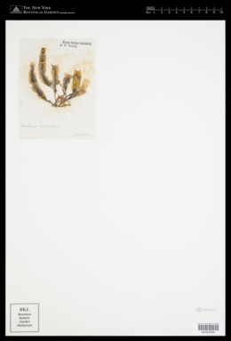 Caulerpa scalpelliformis var. denticulata image