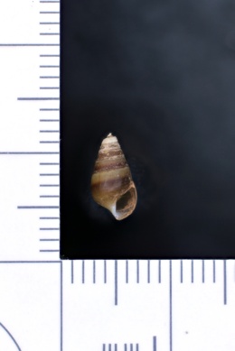 Pleurocera curta image