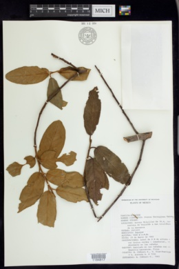 Prunus ferruginea image