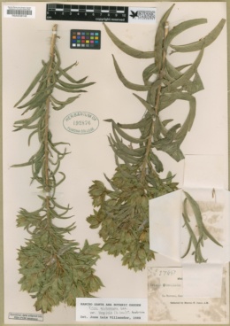 Trixis michuacana var. longifolia image