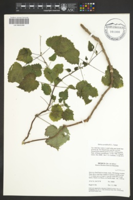 Salvia acerifolia image