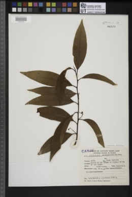 Cinnamomum porphyrium image