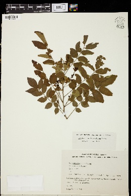 Image of Lonchocarpus parviflorus