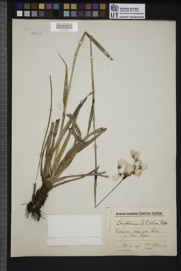 Eriophorum latifolium image