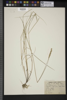 Thinopyrum pycnanthum image