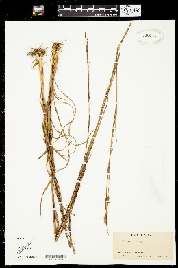 Image of Andropogon divergens