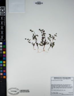 Eucrypta micrantha image