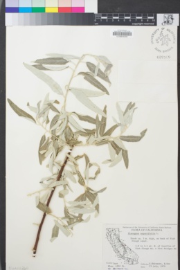 Image of Elaeagnus angustifolia
