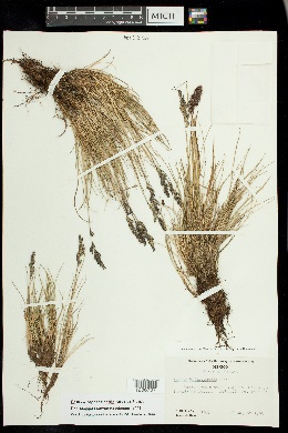 Festuca hephaestophila image