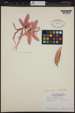Webervanbossea tasmanensis image