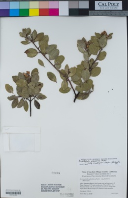 Arctostaphylos glandulosa image