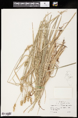 Carex gravida var. gravida image