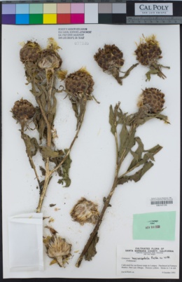 Centaurea macrocephala image